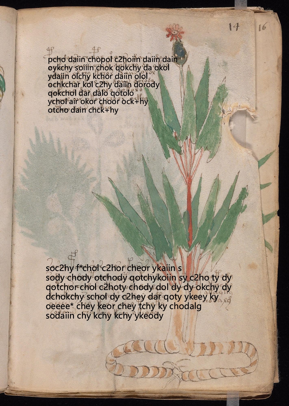 Folio 14r glyph overlay on parchment